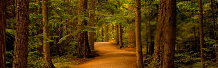 Un chemin clair à travers une forêt dense - La prière Bannière