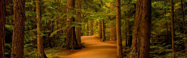 Um caminho claro através de uma floresta densa - Tudo Sobre a Oração Bandeira